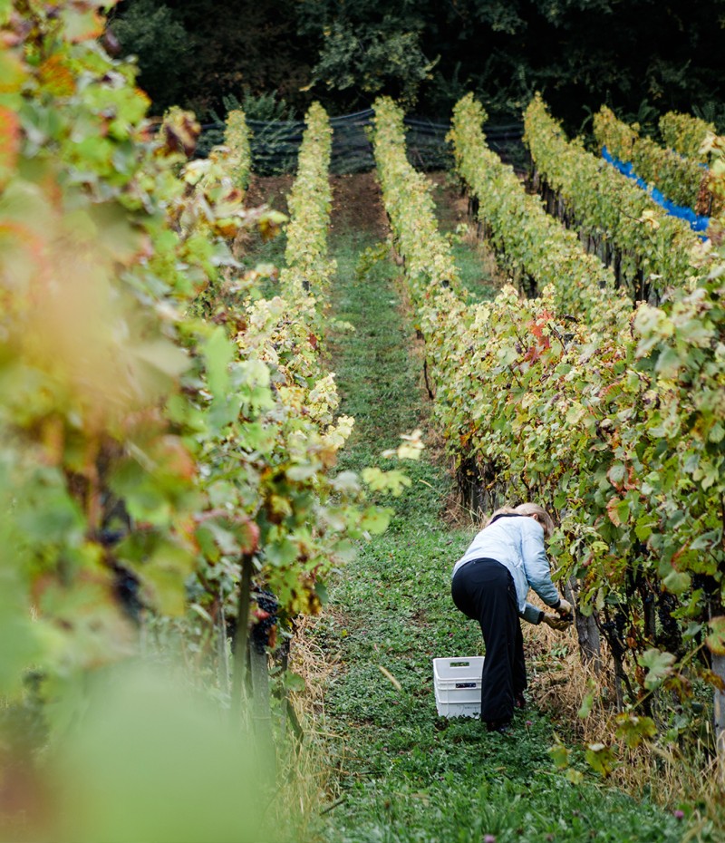 Qualitätsbewusster Weinbau