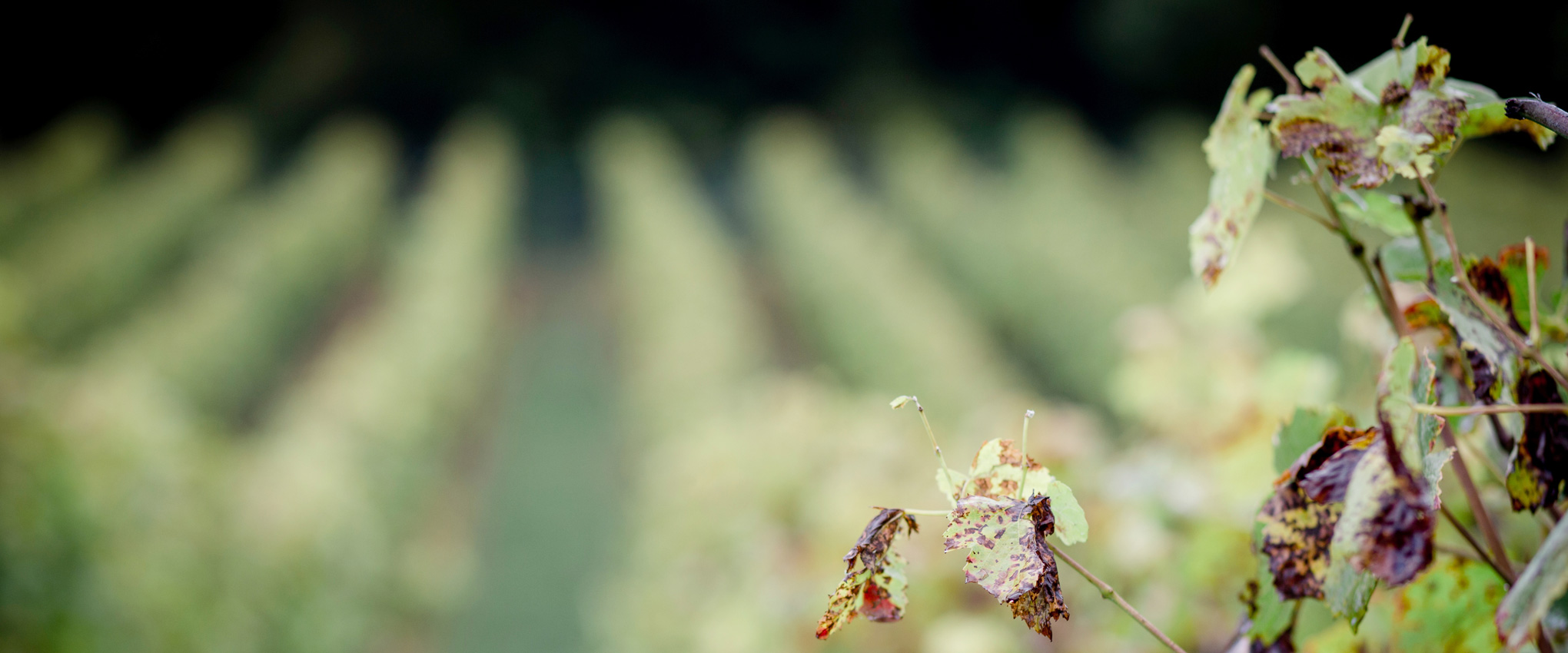 Weinbauern